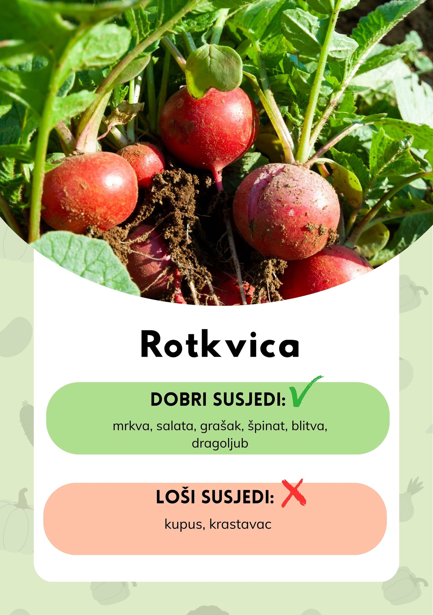 Dobri i loši susjedi DIGITALNO IZDANJE